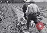 Image of pesticide protects cotton from boll weevil Southern United States USA, 1922, second 59 stock footage video 65675036512