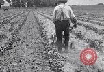 Image of pesticide protects cotton from boll weevil Southern United States USA, 1922, second 60 stock footage video 65675036512