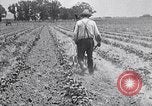 Image of pesticide protects cotton from boll weevil Southern United States USA, 1922, second 61 stock footage video 65675036512