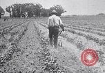 Image of pesticide protects cotton from boll weevil Southern United States USA, 1922, second 62 stock footage video 65675036512