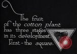 Image of cotton farming fruit stage Southern United States USA, 1922, second 5 stock footage video 65675036513