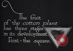 Image of cotton farming fruit stage Southern United States USA, 1922, second 6 stock footage video 65675036513