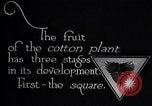 Image of cotton farming fruit stage Southern United States USA, 1922, second 10 stock footage video 65675036513