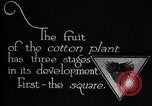 Image of cotton farming fruit stage Southern United States USA, 1922, second 11 stock footage video 65675036513