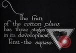 Image of cotton farming fruit stage Southern United States USA, 1922, second 12 stock footage video 65675036513