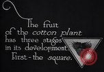 Image of cotton farming fruit stage Southern United States USA, 1922, second 13 stock footage video 65675036513
