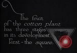 Image of cotton farming fruit stage Southern United States USA, 1922, second 15 stock footage video 65675036513