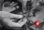 Image of cotton farming fruit stage Southern United States USA, 1922, second 19 stock footage video 65675036513