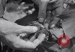 Image of cotton farming fruit stage Southern United States USA, 1922, second 20 stock footage video 65675036513