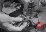 Image of cotton farming fruit stage Southern United States USA, 1922, second 21 stock footage video 65675036513