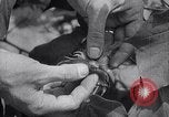 Image of cotton farming fruit stage Southern United States USA, 1922, second 23 stock footage video 65675036513