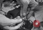 Image of cotton farming fruit stage Southern United States USA, 1922, second 24 stock footage video 65675036513