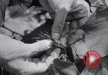 Image of cotton farming fruit stage Southern United States USA, 1922, second 25 stock footage video 65675036513