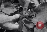 Image of cotton farming fruit stage Southern United States USA, 1922, second 26 stock footage video 65675036513