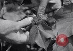 Image of cotton farming fruit stage Southern United States USA, 1922, second 27 stock footage video 65675036513