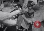 Image of cotton farming fruit stage Southern United States USA, 1922, second 28 stock footage video 65675036513