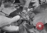 Image of cotton farming fruit stage Southern United States USA, 1922, second 29 stock footage video 65675036513
