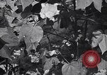 Image of cotton farming fruit stage Southern United States USA, 1922, second 32 stock footage video 65675036513