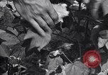 Image of cotton farming fruit stage Southern United States USA, 1922, second 33 stock footage video 65675036513