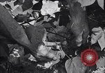 Image of cotton farming fruit stage Southern United States USA, 1922, second 36 stock footage video 65675036513