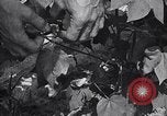 Image of cotton farming fruit stage Southern United States USA, 1922, second 37 stock footage video 65675036513