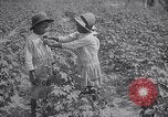 Image of cotton farming fruit stage Southern United States USA, 1922, second 38 stock footage video 65675036513