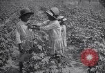 Image of cotton farming fruit stage Southern United States USA, 1922, second 40 stock footage video 65675036513