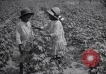 Image of cotton farming fruit stage Southern United States USA, 1922, second 41 stock footage video 65675036513