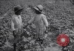 Image of cotton farming fruit stage Southern United States USA, 1922, second 42 stock footage video 65675036513