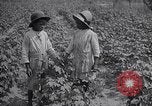 Image of cotton farming fruit stage Southern United States USA, 1922, second 43 stock footage video 65675036513