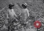 Image of cotton farming fruit stage Southern United States USA, 1922, second 44 stock footage video 65675036513