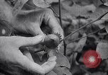 Image of cotton farming fruit stage Southern United States USA, 1922, second 47 stock footage video 65675036513