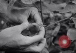 Image of cotton farming fruit stage Southern United States USA, 1922, second 48 stock footage video 65675036513