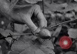 Image of cotton farming fruit stage Southern United States USA, 1922, second 49 stock footage video 65675036513