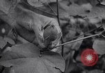 Image of cotton farming fruit stage Southern United States USA, 1922, second 50 stock footage video 65675036513