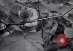 Image of cotton farming fruit stage Southern United States USA, 1922, second 51 stock footage video 65675036513
