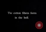 Image of cotton farming fruit stage Southern United States USA, 1922, second 52 stock footage video 65675036513
