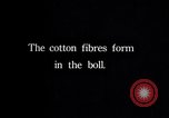 Image of cotton farming fruit stage Southern United States USA, 1922, second 54 stock footage video 65675036513