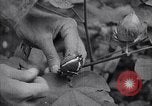 Image of cotton farming fruit stage Southern United States USA, 1922, second 55 stock footage video 65675036513