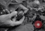 Image of cotton farming fruit stage Southern United States USA, 1922, second 56 stock footage video 65675036513