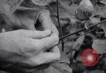 Image of cotton farming fruit stage Southern United States USA, 1922, second 57 stock footage video 65675036513