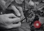 Image of cotton farming fruit stage Southern United States USA, 1922, second 58 stock footage video 65675036513