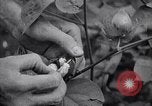 Image of cotton farming fruit stage Southern United States USA, 1922, second 59 stock footage video 65675036513