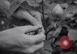 Image of cotton farming fruit stage Southern United States USA, 1922, second 60 stock footage video 65675036513
