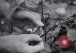 Image of cotton farming fruit stage Southern United States USA, 1922, second 61 stock footage video 65675036513