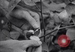 Image of cotton farming fruit stage Southern United States USA, 1922, second 62 stock footage video 65675036513