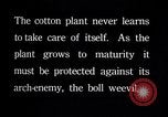 Image of cotton farming pesticide calcium arsenide Southern United States USA, 1922, second 3 stock footage video 65675036514