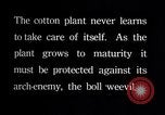 Image of cotton farming pesticide calcium arsenide Southern United States USA, 1922, second 5 stock footage video 65675036514