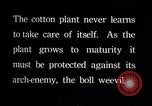 Image of cotton farming pesticide calcium arsenide Southern United States USA, 1922, second 6 stock footage video 65675036514