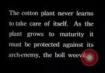 Image of cotton farming pesticide calcium arsenide Southern United States USA, 1922, second 7 stock footage video 65675036514